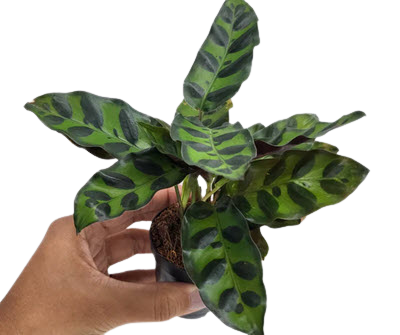 2" Calathea Lancifolia